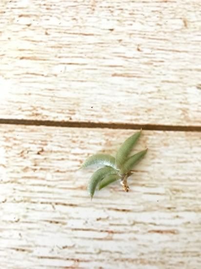 子株付き テネブラ tenebra (tillandsia ティランジア ) 子株付き テネブラ tenebra (tillandsia ティランジア ) チランジア