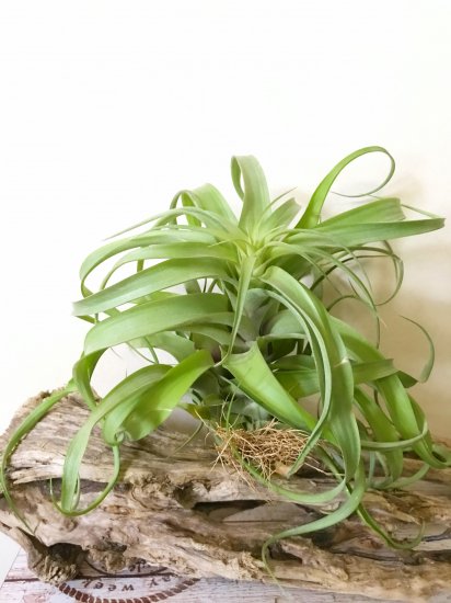 現品 チランジア ブラキカウロス セレクタ ストレプトフィラ T Brchycaulos Selecta X Streptophylla Frontier Plants Online Store フロンティアプランツ オンラインストア