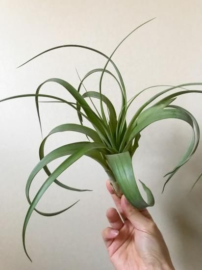 Tillandsia ギリエシー ポリスタキア チランジア ギリエシー Tillandsia gilliesii 憧れのギリエシー