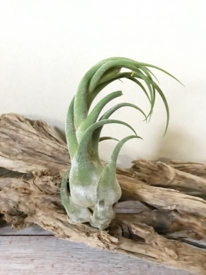 セレリアナ × ベルティナ 03号 | air-plants TENGU-DO