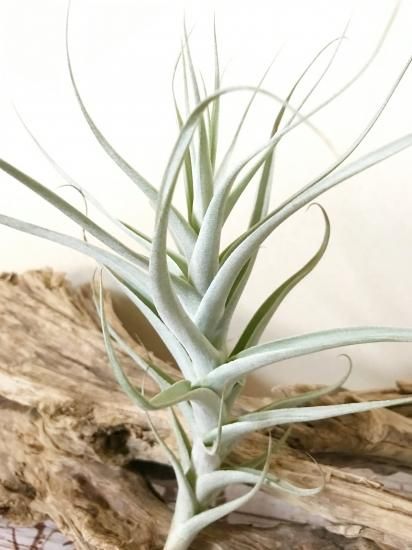 チランジア・アルビダ・ラージフォーム T. albida 'Large Form
