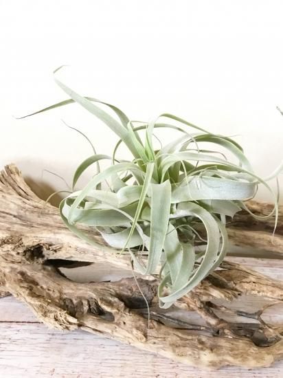 ティランジアstraminea 'Deep Purple' ストラミネア チランジア・ストラミネア・ディープパープル T. straminea 'Deep