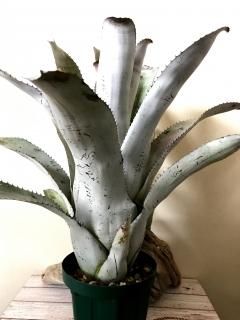 Aechmea Little Have Albo 超超特大
