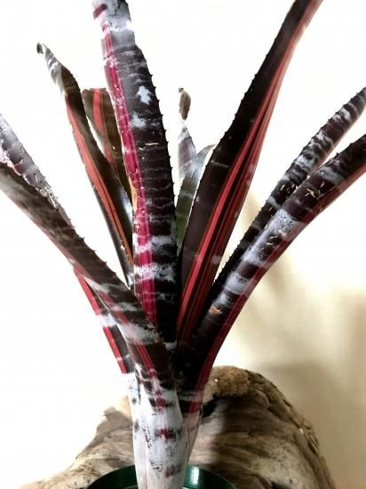 Aechmea RobertoMenescal エクメア ロベルトメネスカル 現品】エクメア・ロベルト メネスカル Aechmea `Roberto