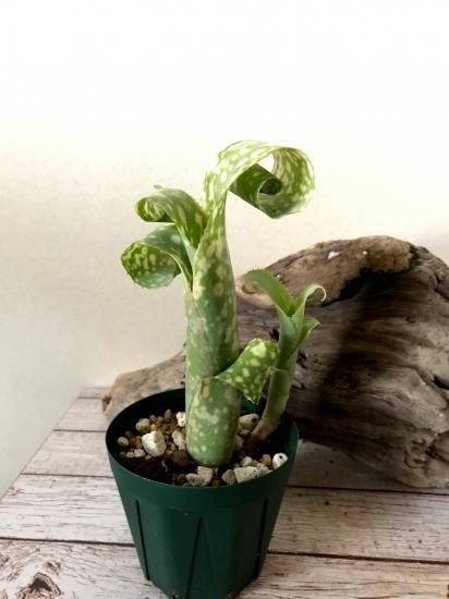 現品】ビルベルギア・レプトポーダ Billbergia leptopoda【B