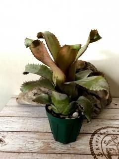 Neoregelia ネオレゲリア - Frontier Plants ONLINE STORE