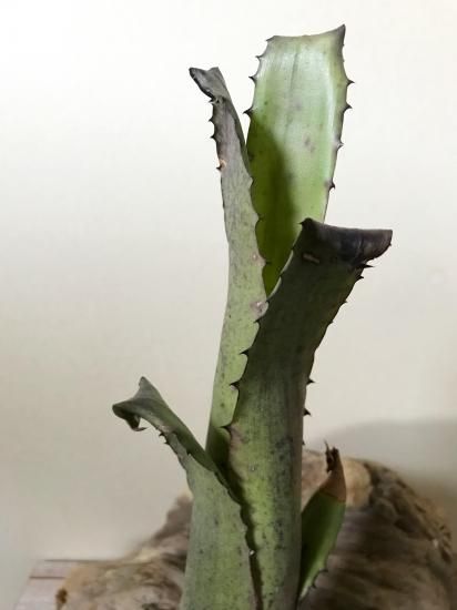 現品】ホヘンベルギア・sp.レメ #2203 Hohenbergia sp.Leme #2203