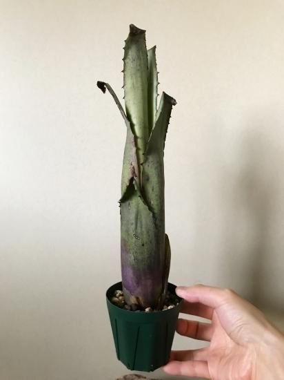 現品】ホヘンベルギア・sp. レメ #2203 Hohenbergia sp. Leme