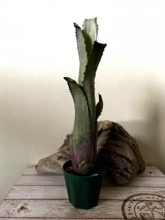 Hohenbergia ホヘンベルギア - Frontier Plants ONLINE STORE