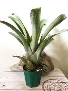 Hohenbergia ホヘンベルギア - Frontier Plants ONLINE STORE Hohenbergia ホヘンベルギア - Frontier Plants ONLINE STORE