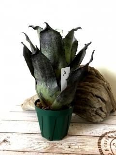 Hohenbergia ホヘンベルギア - Frontier Plants ONLINE STORE Hohenbergia ホヘンベルギア - Frontier Plants ONLINE STORE