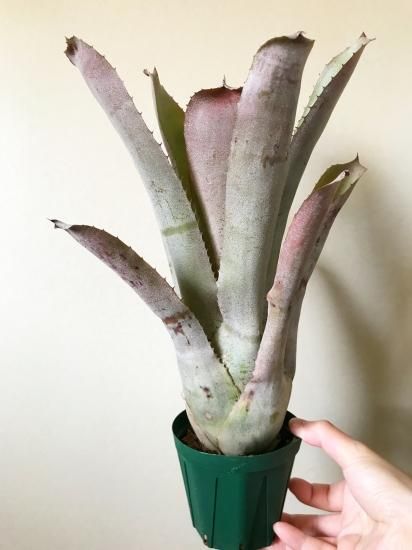 現品】ホヘンメア・ベッツィーマクロリー Hohenmea Betsy McCrory