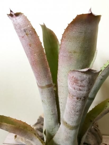 その他観葉植物 X Hohenmea RBT x Vesita X Hohenmea RBT x Vesita