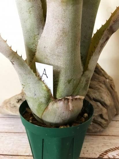 その他観葉植物 X Hohenmea RBT x Vesita X Hohenmea RBT x Vesita