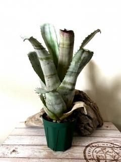 Hohenbergia ホヘンベルギア - Frontier Plants ONLINE STORE