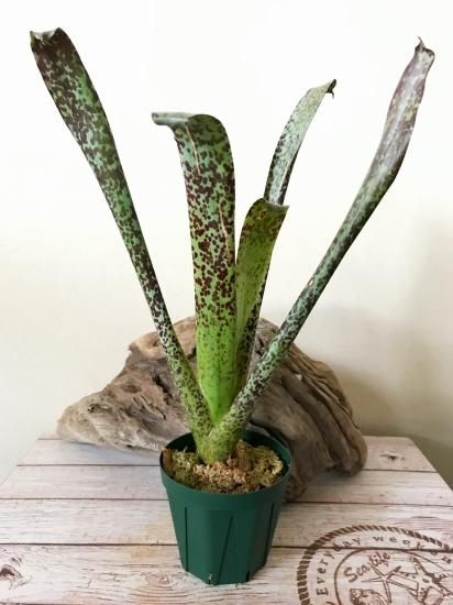 Yahoo!オークション - Tillandsia brenneri チランジア