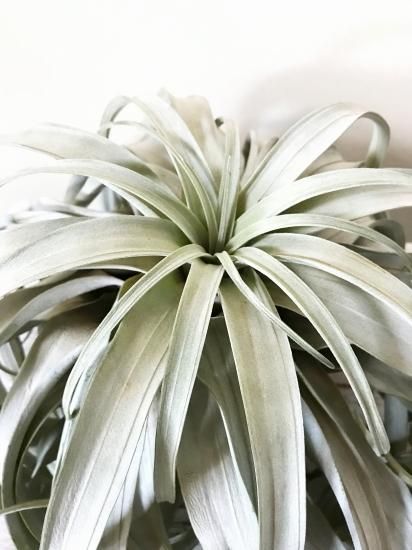 現品】チランジア・サカパネンシス T. zacapanensis【特大サイズ 現品】チランジア・サカパネンシス T. zacapanensis【特大サイズ