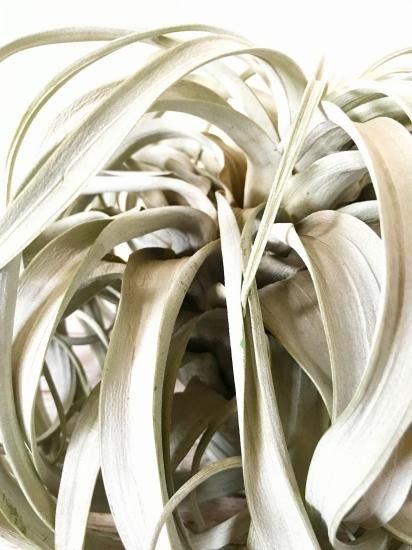 超特大　サカパネンシス 超特大 サカパネンシス 大型種 - Frontier Plants ONLINE STORE