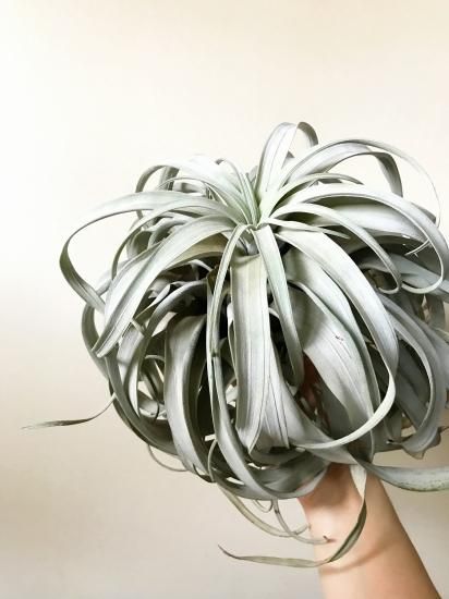 現品】チランジア・サカパネンシス T. zacapanensis【特大サイズ