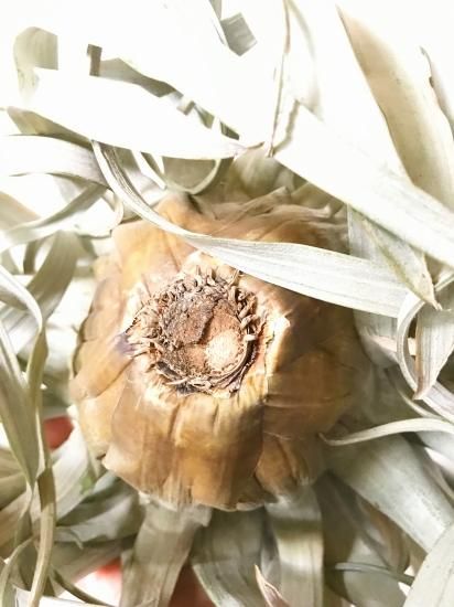 現品】チランジア・サカパネンシス T. zacapanensis【特大サイズ