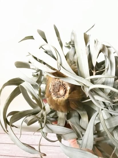 現品】チランジア・サカパネンシス T. zacapanensis【特大サイズ