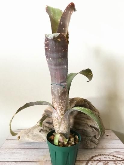 Billbergia Solsa ② 子株付き 2025年最新】Yahoo!オークション
