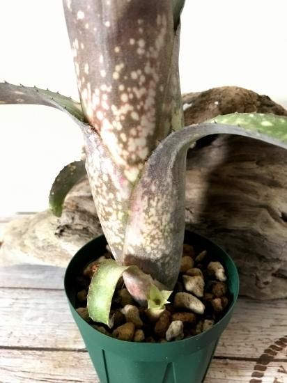 ビルベルギア カーリートップ 子株付き 現品】ビルベルギア