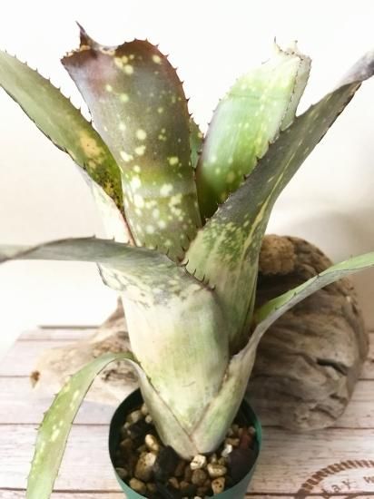 現品】ビルベルギア・アラカイ Bill. 'Alaka I'(Bill.sanderiana 現品】ビルベルギア・アラカイ Bill. 'Alaka I'(Bill.sanderiana