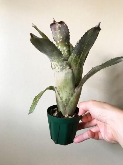 現品】ビルベルギア・アラカイ Bill. 'Alaka I'(Bill.sanderiana