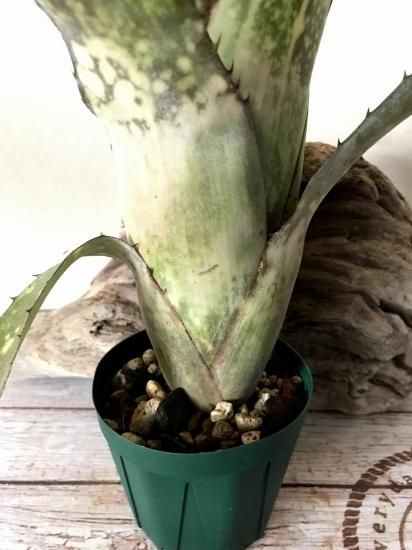 現品】ビルベルギア・アラカイ Bill. 'Alaka I'(Bill.sanderiana 現品】ビルベルギア・アラカイ Bill. 'Alaka I'(Bill.sanderiana