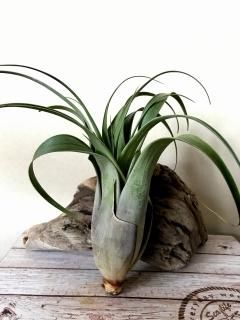 タンク系チランジア - Frontier Plants ONLINE STORE