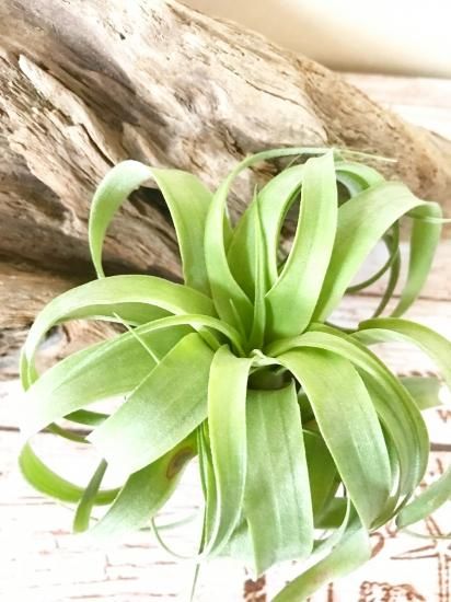 チランジア・ストレプトフィラ・ハイブリッド＃0589 T