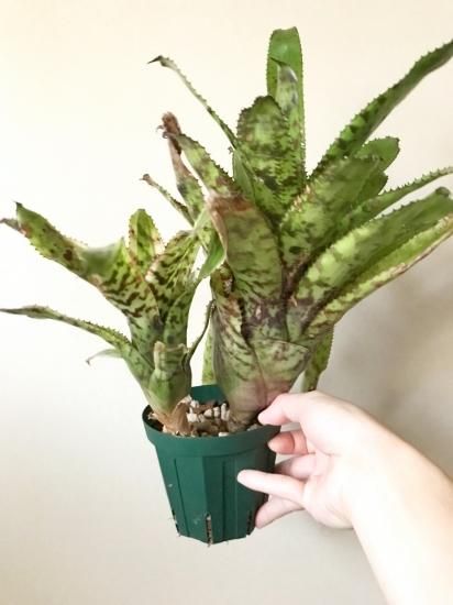 現品】エクメア・オーランディアナ・ゴールドトーン Aechmea