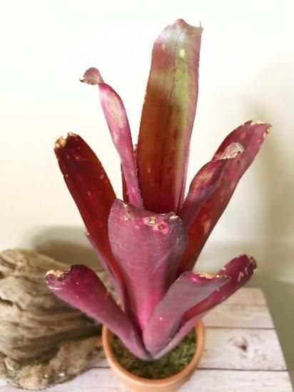 現品】ビルベルギア・テンエー Billbergia 'Teng EE 現品】ビルベルギア・テンエー Billbergia 'Teng EE