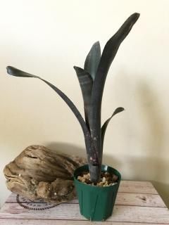 Billbergia ビルベルギア - Frontier Plants ONLINE STORE
