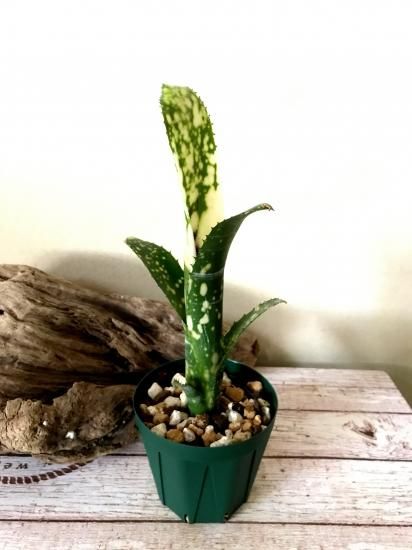 現品】ビルベルギア ・ブラヴォー Billbergia 'Bravo' ('Poquito 現品】ビルベルギア ・ブラヴォー Billbergia 'Bravo' ('Poquito