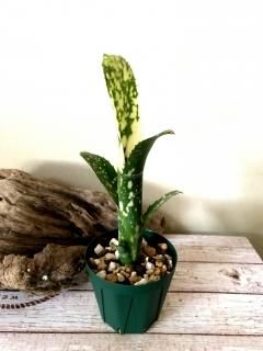 現品】ビルベルギア・ホワイトジンファンデル Billbergia White