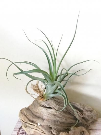 現品】チランジア・ドゥラティー×ラティフォリア Tillandsia