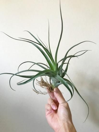 チランジア ドゥラティ 大株 Tillandsia duratii 現品) チランジア ドゥラティ (No.21685) (エアープランツ
