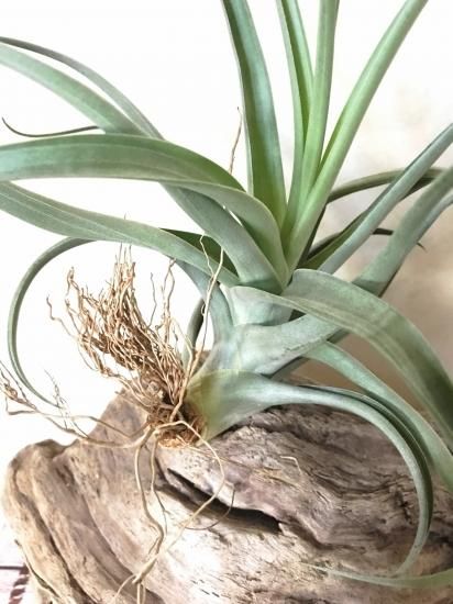 Tillandsia ラティフォリア レウコフィラ② Tillandsia neglecta x recurvifolia 'Selected Clone' from