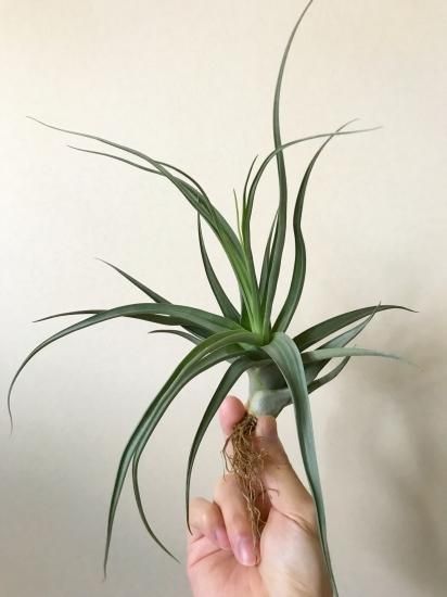 現品】チランジア・ドゥラティー×ラティフォリア Tillandsia