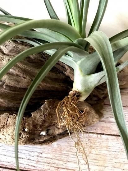 現品】チランジア・ドゥラティー×ラティフォリア Tillandsia