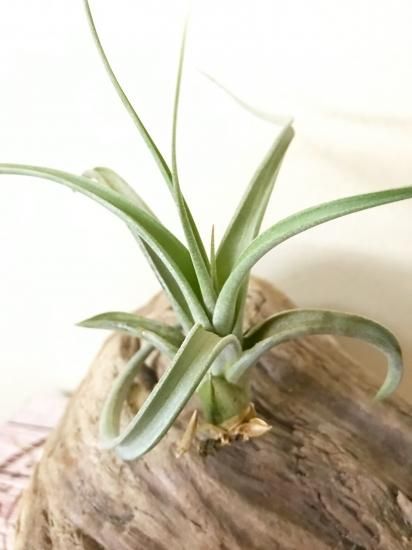 チランジア・パウシフォリア×ストレプトフィラ T.paucifolia