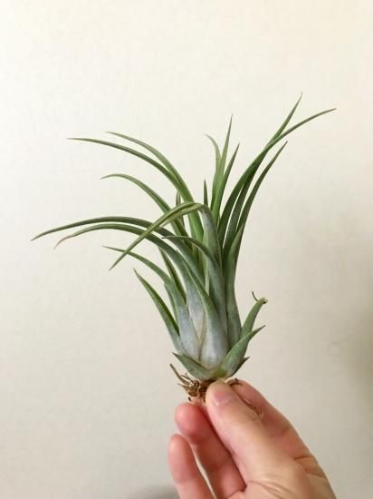 チランジア・セレリアナ×ベルティナ T.seleriana × velutina チランジア・セレリアナ×ベルティナ T.seleriana × velutina