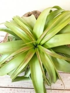 壺型種 - Frontier Plants ONLINE STORE フロンティアプランツ
