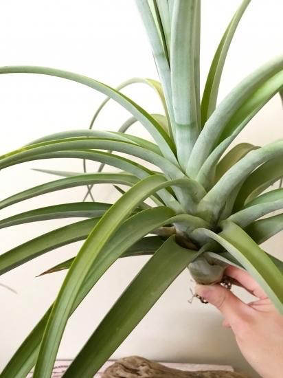 チランジア パチャラロージーチャーム