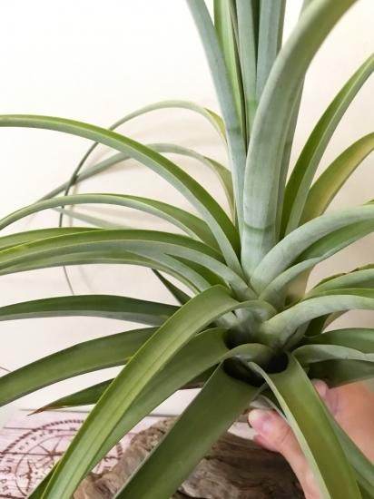 チランジア パチャラロージーチャーム