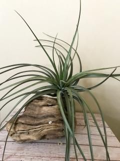 壺型種 - Frontier Plants ONLINE STORE フロンティアプランツ