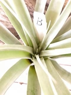 壺型種 - Frontier Plants ONLINE STORE フロンティアプランツ