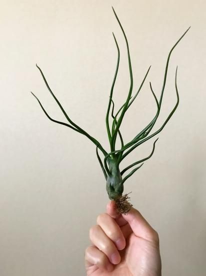 【トロピフローラ株】 T. bulbosa f. alba　ブルボーサ アルバ チランジア・ブルボーサ T. bulbosa - Frontier Plants ONLINE STORE